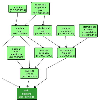 GO:0005638 - lamin filament (interactive image map)