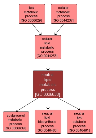 GO:0006638 - neutral lipid metabolic process (interactive image map)