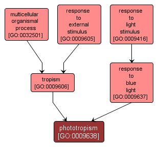 GO:0009638 - phototropism (interactive image map)