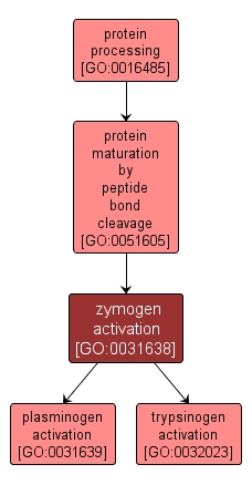 GO:0031638 - zymogen activation (interactive image map)