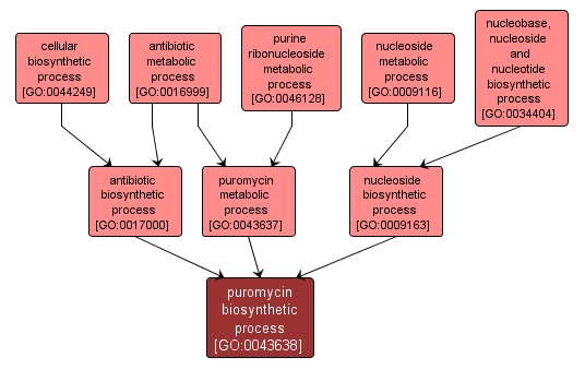 GO:0043638 - puromycin biosynthetic process (interactive image map)