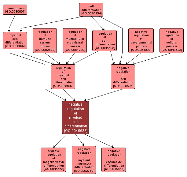 GO:0045638 - negative regulation of myeloid cell differentiation (interactive image map)