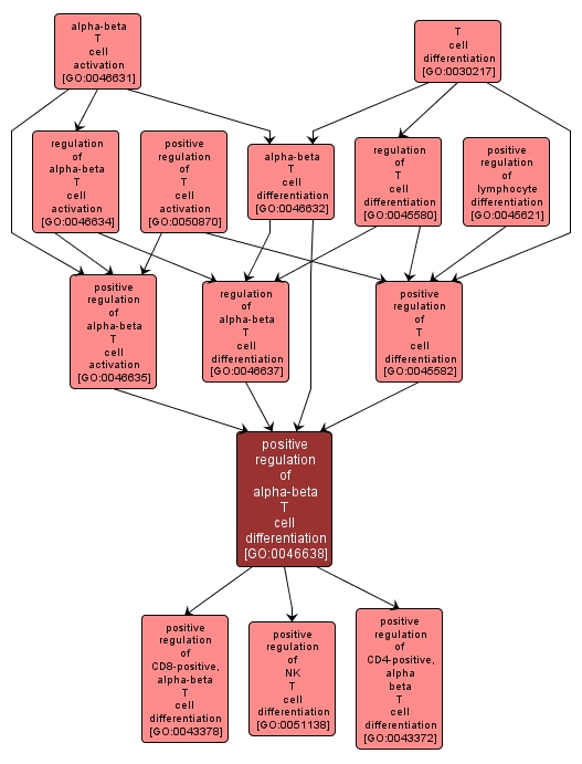 GO:0046638 - positive regulation of alpha-beta T cell differentiation (interactive image map)