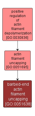 GO:0051638 - barbed-end actin filament uncapping (interactive image map)