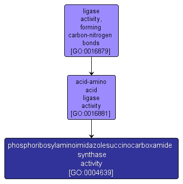 GO:0004639 - phosphoribosylaminoimidazolesuccinocarboxamide synthase activity (interactive image map)