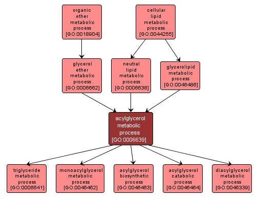 GO:0006639 - acylglycerol metabolic process (interactive image map)