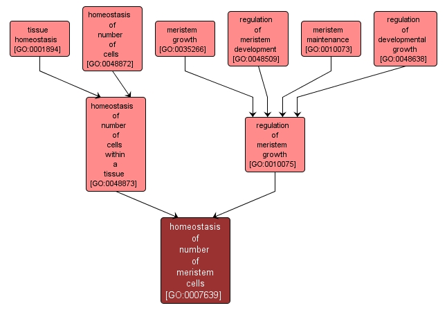 GO:0007639 - homeostasis of number of meristem cells (interactive image map)