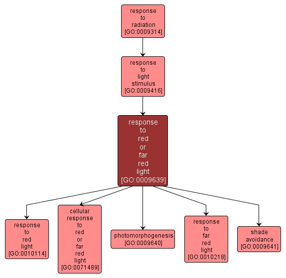 GO:0009639 - response to red or far red light (interactive image map)