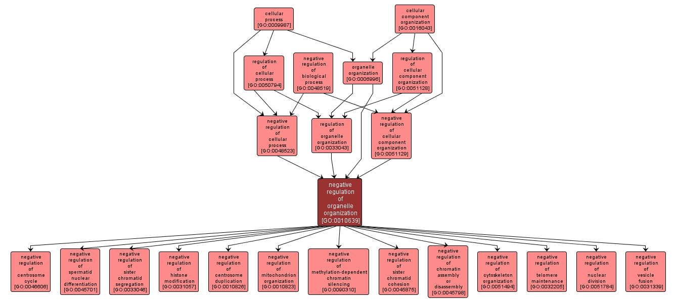 GO:0010639 - negative regulation of organelle organization (interactive image map)