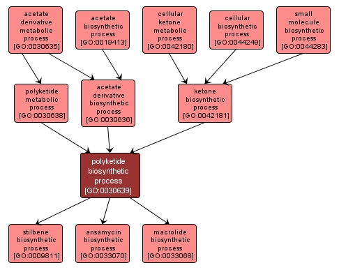 GO:0030639 - polyketide biosynthetic process (interactive image map)