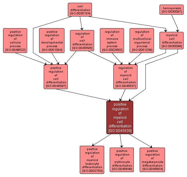 GO:0045639 - positive regulation of myeloid cell differentiation (interactive image map)