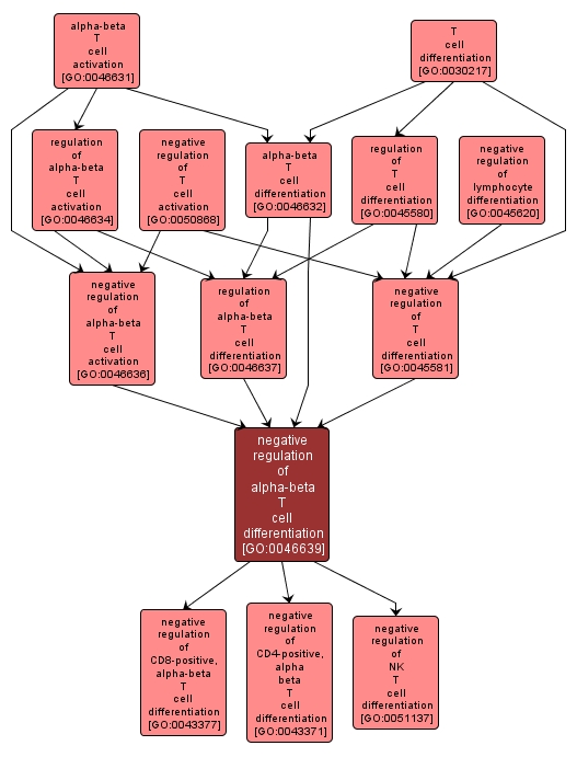 GO:0046639 - negative regulation of alpha-beta T cell differentiation (interactive image map)