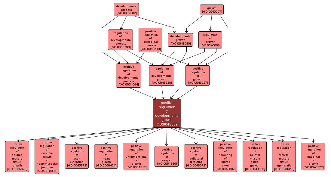 GO:0048639 - positive regulation of developmental growth (interactive image map)