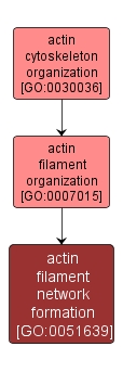 GO:0051639 - actin filament network formation (interactive image map)