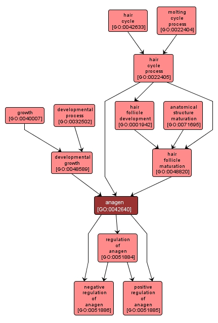 GO:0042640 - anagen (interactive image map)