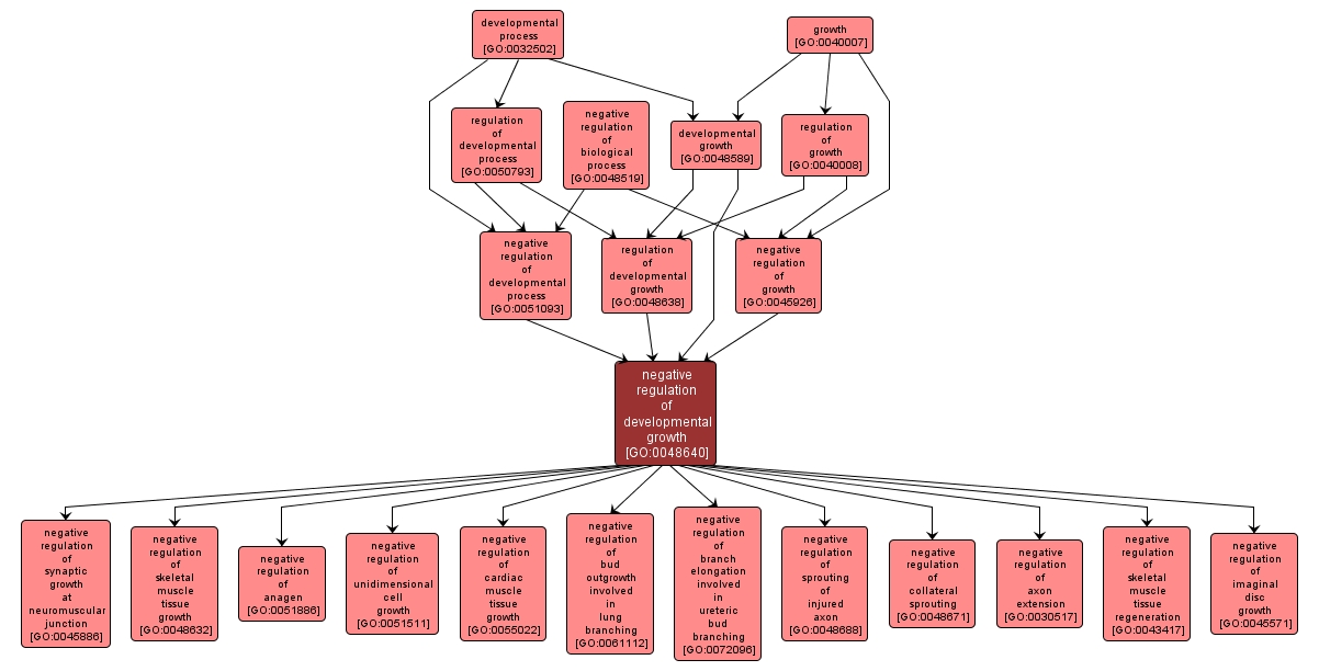 GO:0048640 - negative regulation of developmental growth (interactive image map)