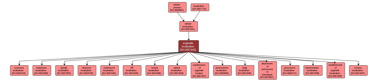 GO:0051640 - organelle localization (interactive image map)