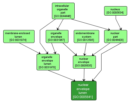 GO:0005641 - nuclear envelope lumen (interactive image map)