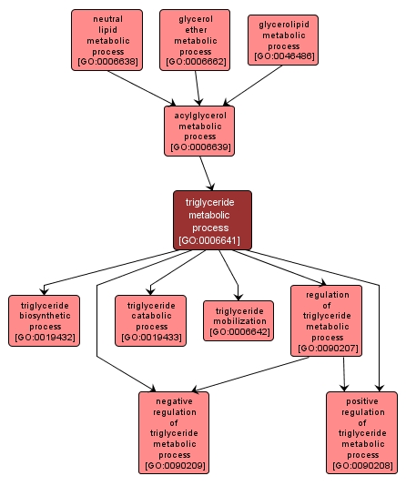 GO:0006641 - triglyceride metabolic process (interactive image map)