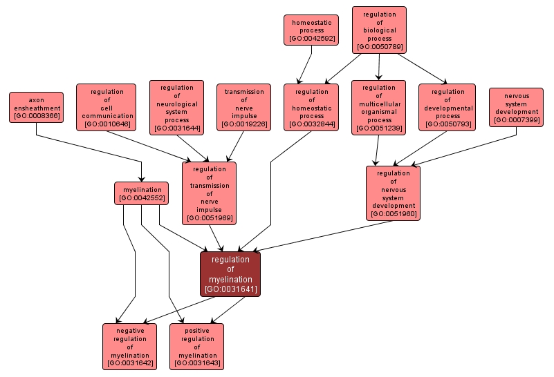 GO:0031641 - regulation of myelination (interactive image map)