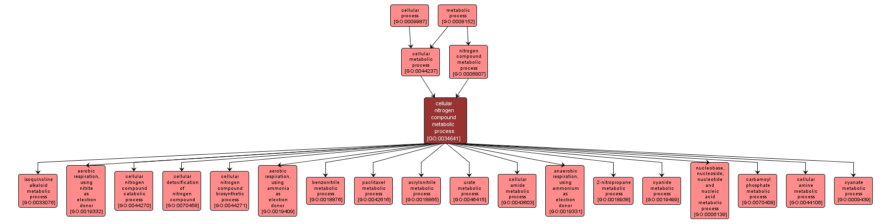 GO:0034641 - cellular nitrogen compound metabolic process (interactive image map)