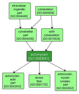 GO:0042641 - actomyosin (interactive image map)