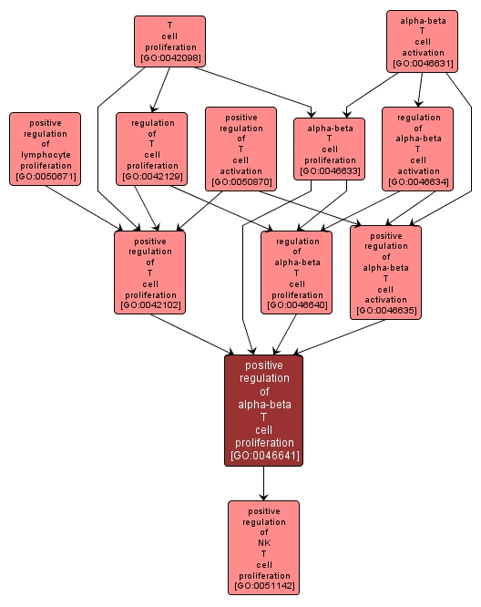 GO:0046641 - positive regulation of alpha-beta T cell proliferation (interactive image map)