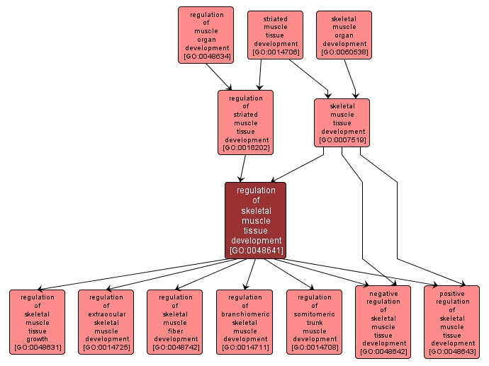 GO:0048641 - regulation of skeletal muscle tissue development (interactive image map)