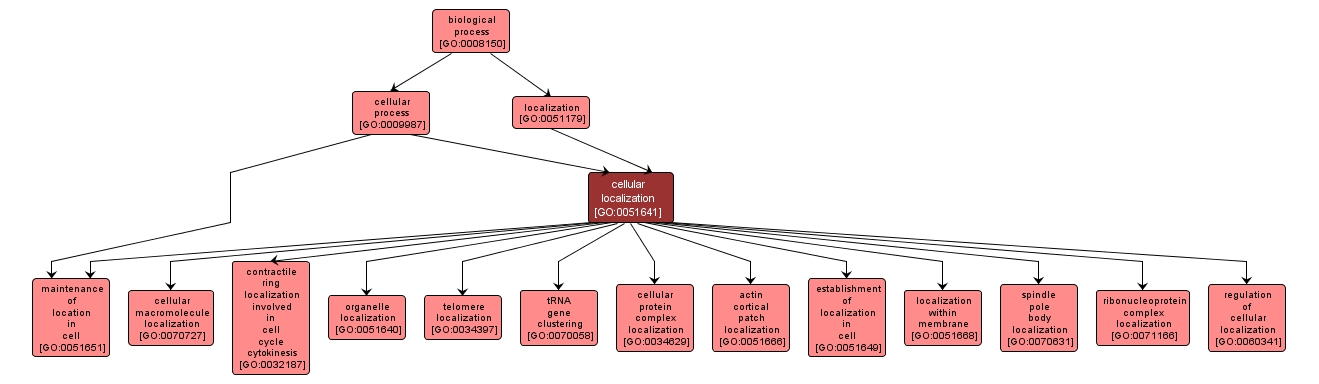 GO:0051641 - cellular localization (interactive image map)