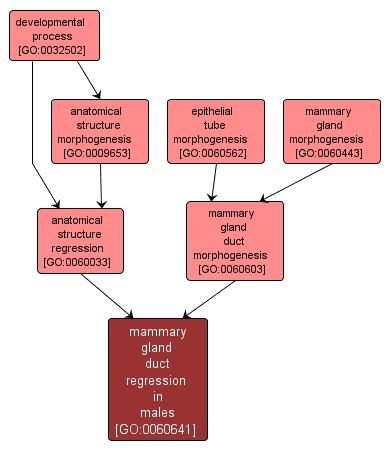 GO:0060641 - mammary gland duct regression in males (interactive image map)