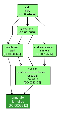 GO:0005642 - annulate lamellae (interactive image map)