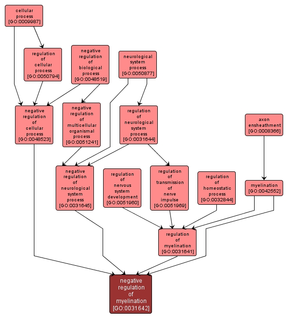 GO:0031642 - negative regulation of myelination (interactive image map)