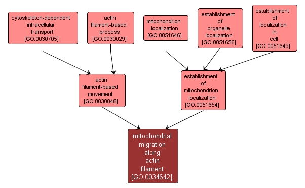 GO:0034642 - mitochondrial migration along actin filament (interactive image map)