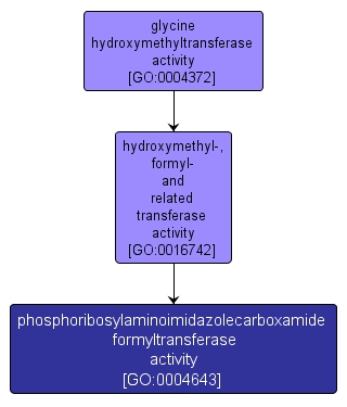 GO:0004643 - phosphoribosylaminoimidazolecarboxamide formyltransferase activity (interactive image map)