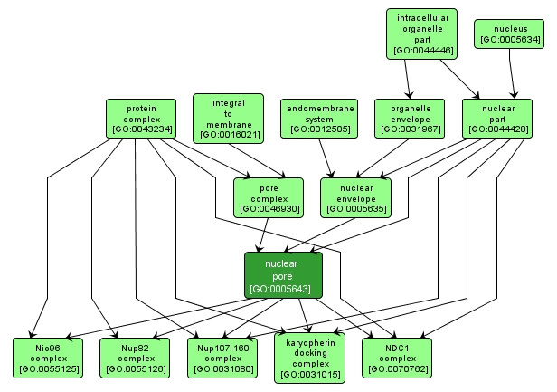 GO:0005643 - nuclear pore (interactive image map)