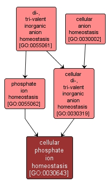 GO:0030643 - cellular phosphate ion homeostasis (interactive image map)