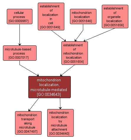 GO:0034643 - mitochondrion localization, microtubule-mediated (interactive image map)