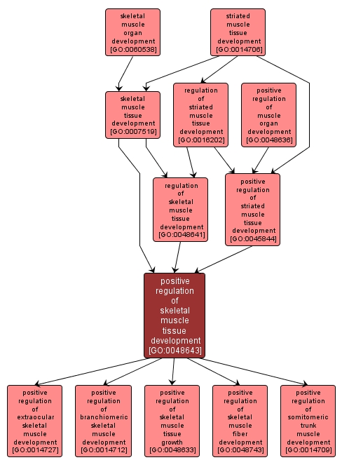 GO:0048643 - positive regulation of skeletal muscle tissue development (interactive image map)