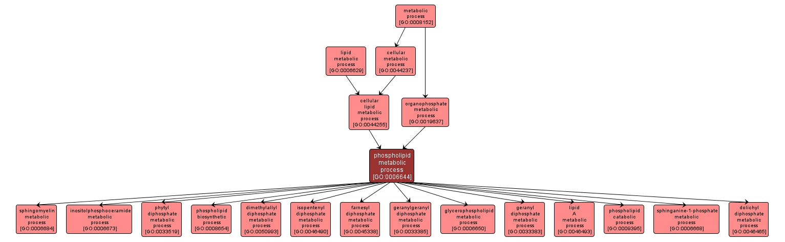 GO:0006644 - phospholipid metabolic process (interactive image map)