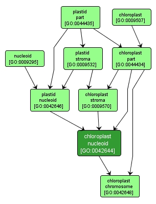 GO:0042644 - chloroplast nucleoid (interactive image map)