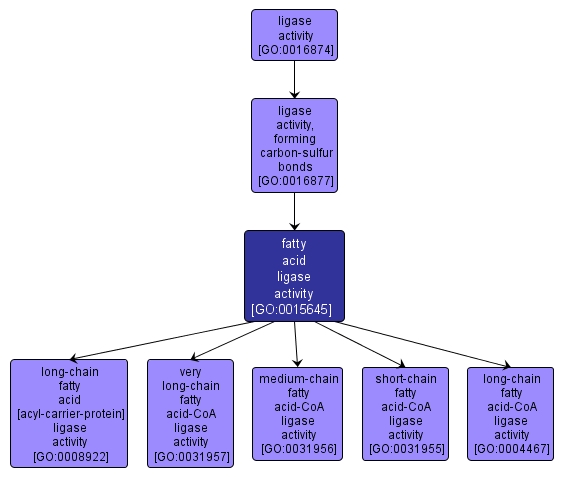 GO:0015645 - fatty acid ligase activity (interactive image map)
