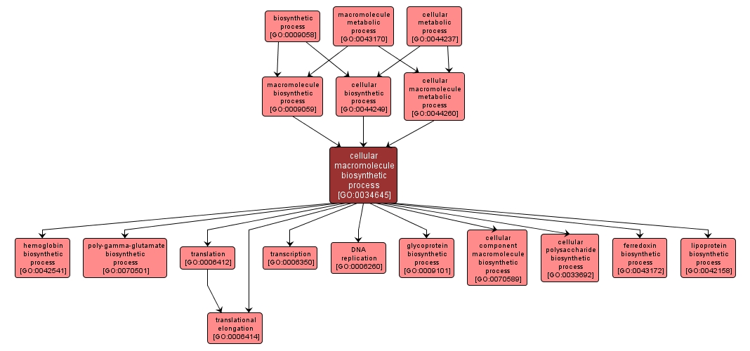 GO:0034645 - cellular macromolecule biosynthetic process (interactive image map)