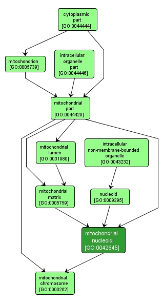 GO:0042645 - mitochondrial nucleoid (interactive image map)