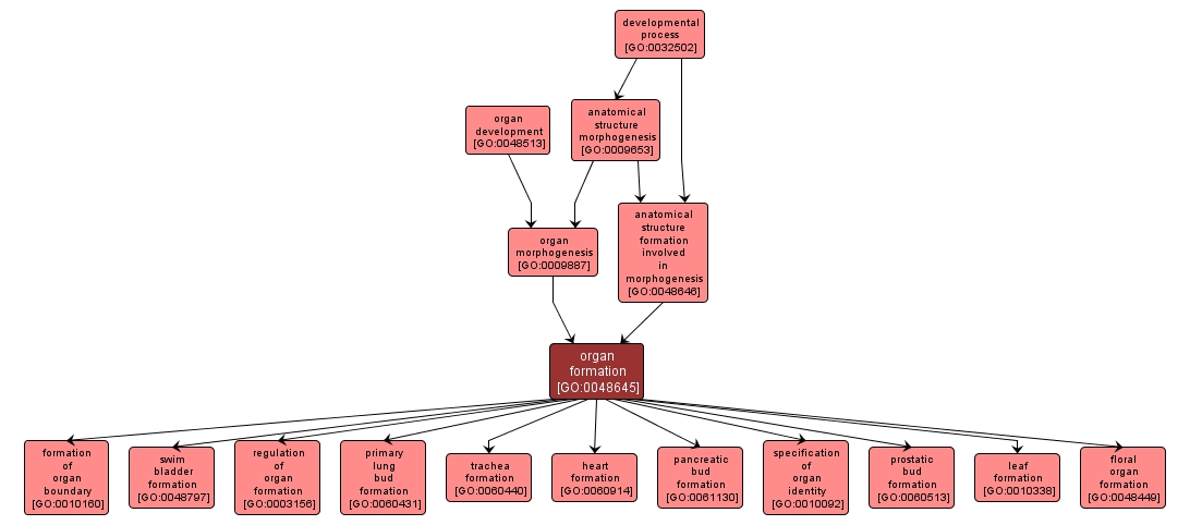GO:0048645 - organ formation (interactive image map)