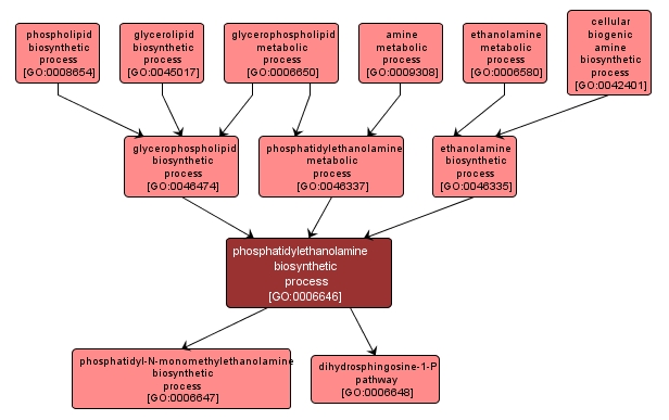 GO:0006646 - phosphatidylethanolamine biosynthetic process (interactive image map)