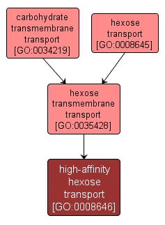 GO:0008646 - high-affinity hexose transport (interactive image map)