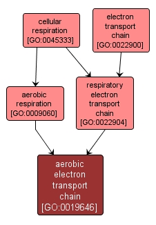 GO:0019646 - aerobic electron transport chain (interactive image map)
