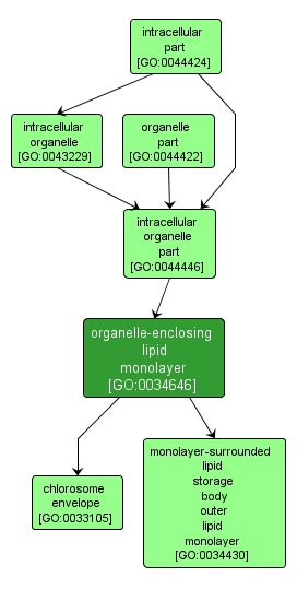 GO:0034646 - organelle-enclosing lipid monolayer (interactive image map)