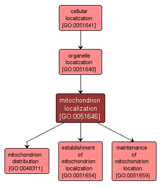 GO:0051646 - mitochondrion localization (interactive image map)