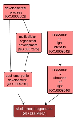 GO:0009647 - skotomorphogenesis (interactive image map)